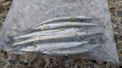 サヨリの釣果