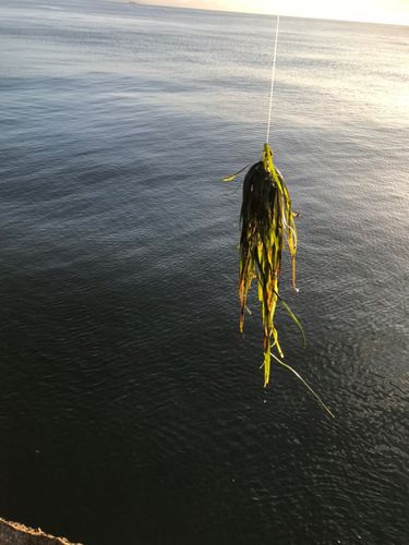 釣果