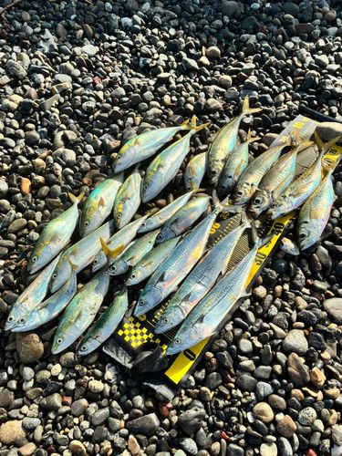 サゴシの釣果