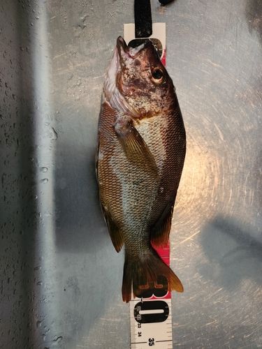 シブダイの釣果