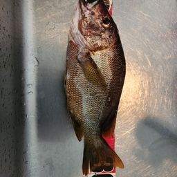 シブダイ
