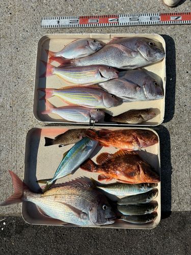 ヤズの釣果