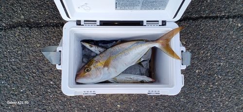 ネリゴの釣果