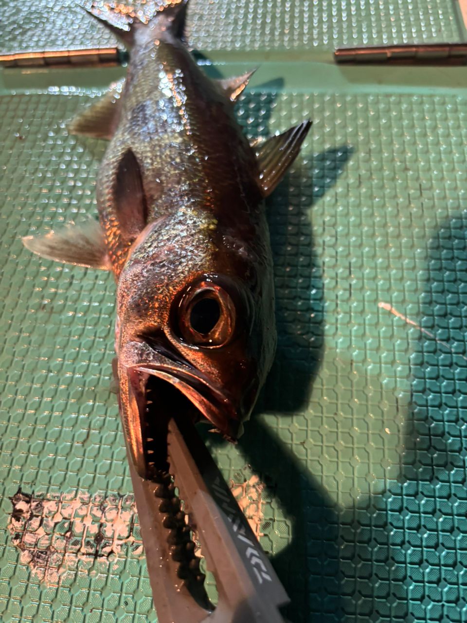 tsuyo4444さんの釣果 1枚目の画像