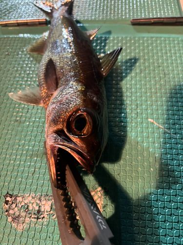 クロムツの釣果