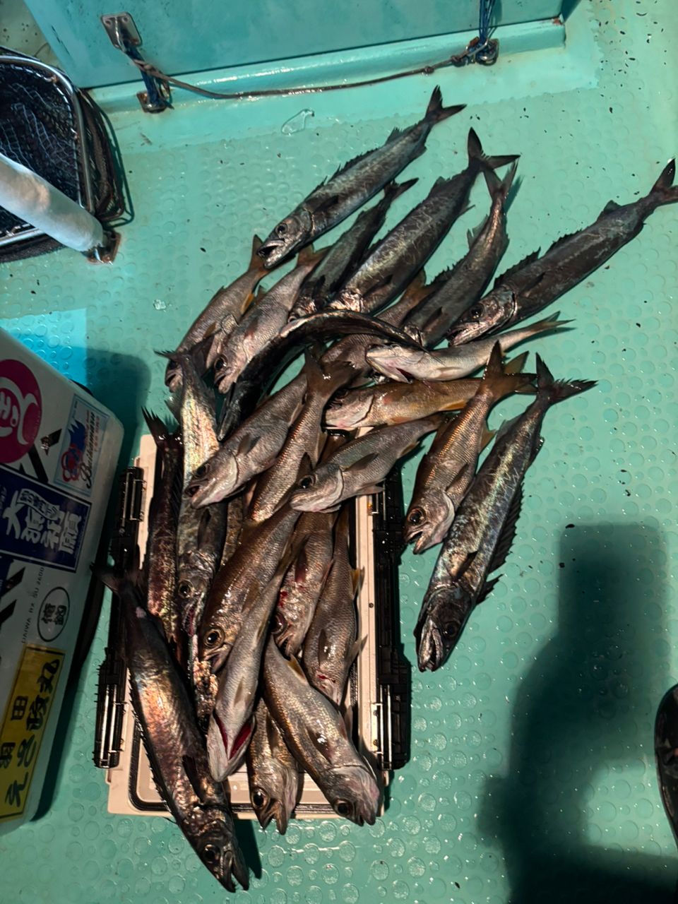 tsuyo4444さんの釣果 3枚目の画像