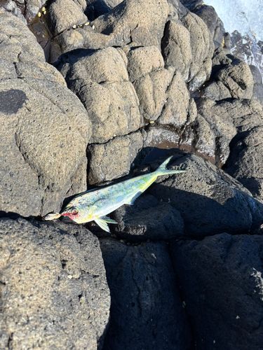 シイラの釣果
