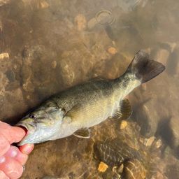 スモールマウスバス