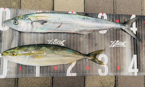 サゴシの釣果
