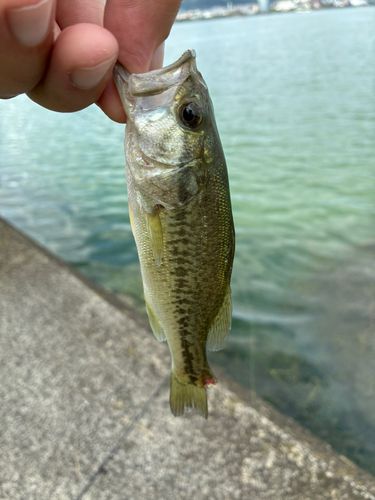 矢橋帰帆島