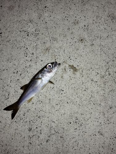 ムツの釣果