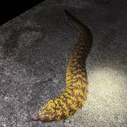 ウツボ