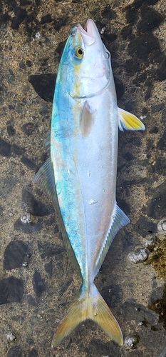 フクラギの釣果