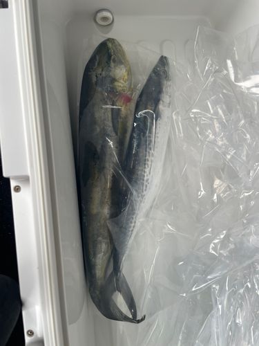 サゴシの釣果