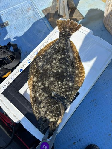 ヒラメの釣果