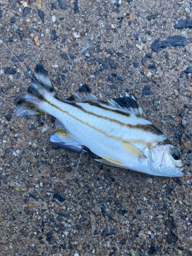 コトヒキの釣果