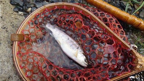 アマゴの釣果