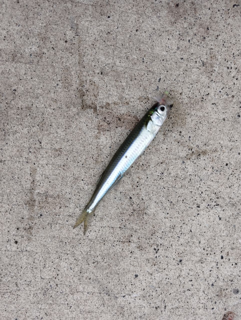 カタクチイワシ