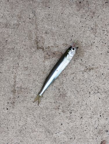 カタクチイワシの釣果