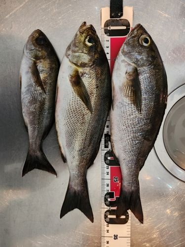 イサキの釣果
