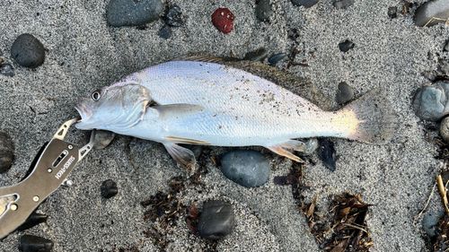 ニベの釣果