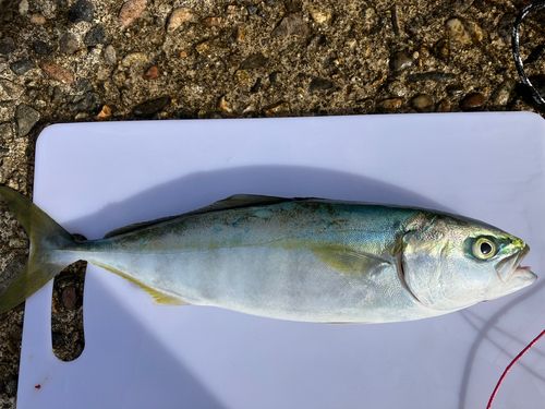 コゾクラの釣果