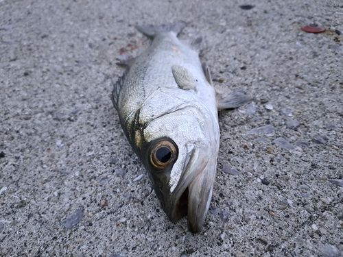 セイゴ（マルスズキ）の釣果