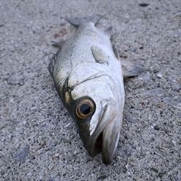 セイゴ（マルスズキ）