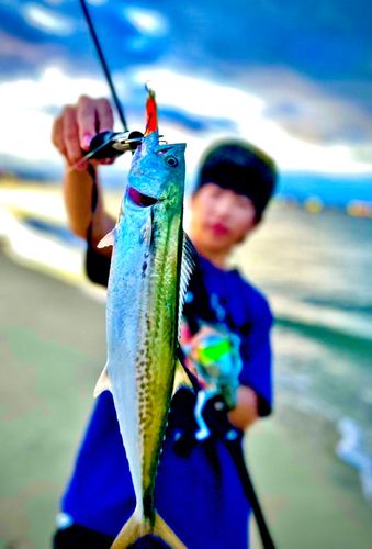 サゴシの釣果