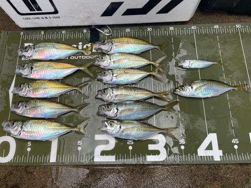 アジの釣果