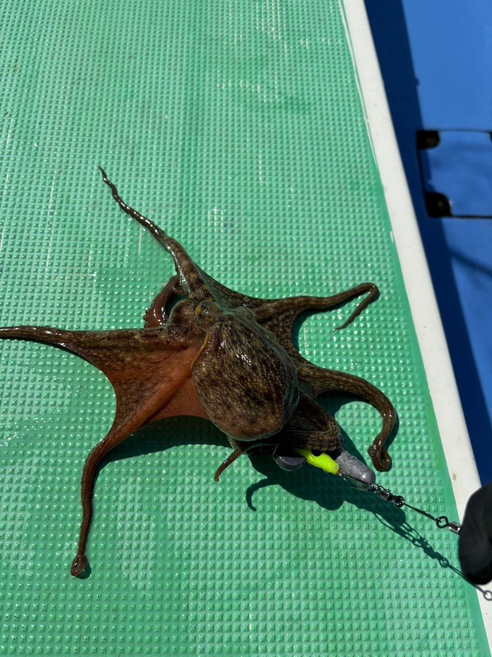 tsuyo4444さんの釣果 1枚目の画像