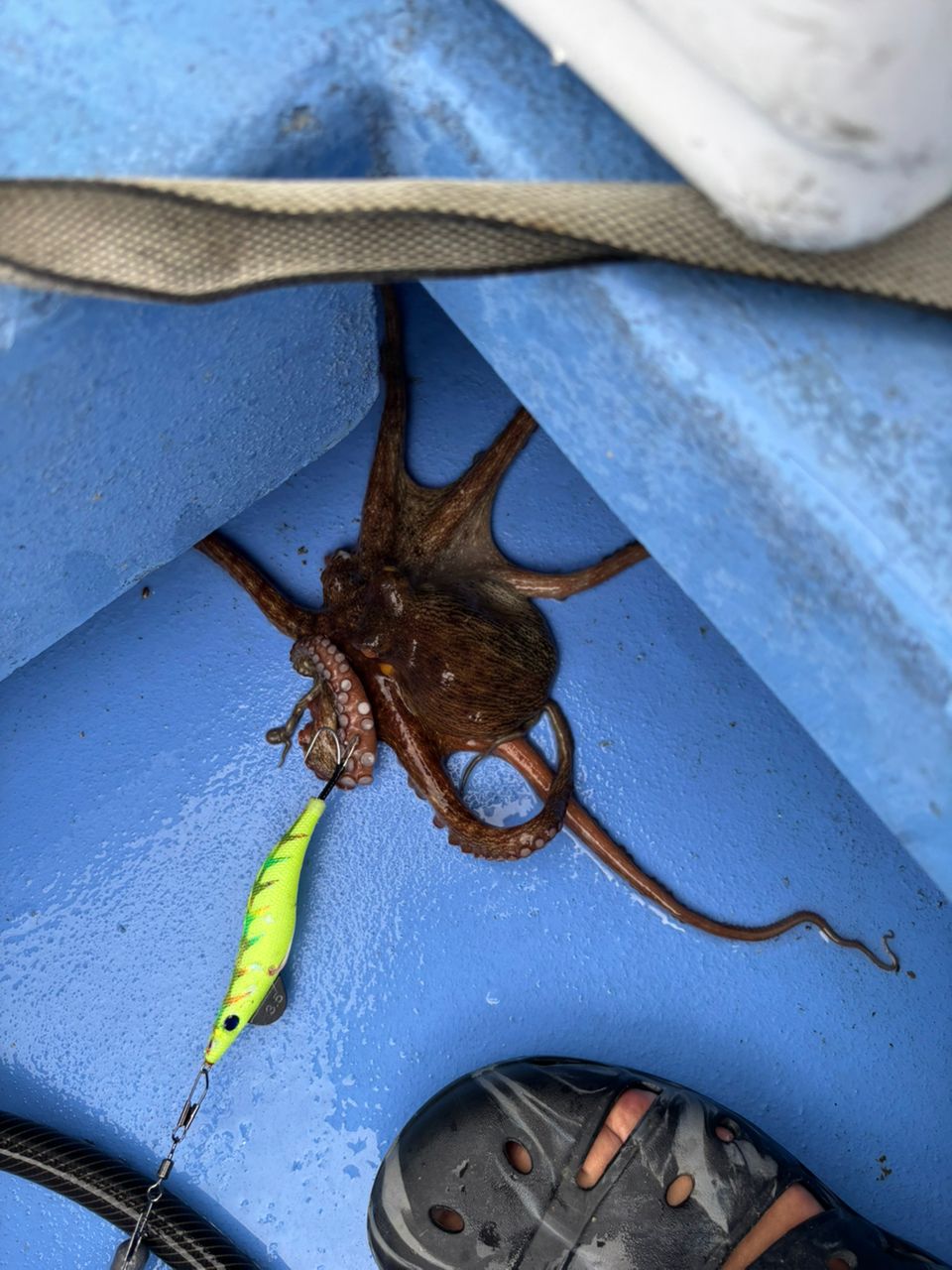 tsuyo4444さんの釣果 2枚目の画像