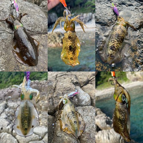 アオリイカの釣果