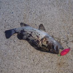 オウゴンムラソイ