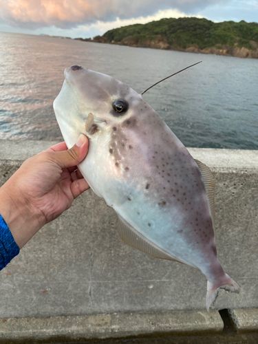 ウスバハギの釣果