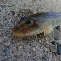 ハゼの釣果
