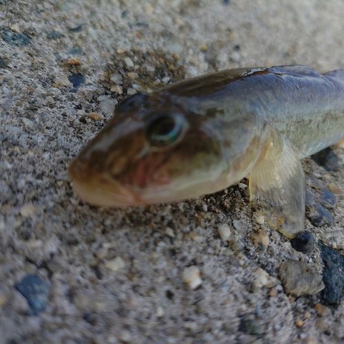 ハゼの釣果