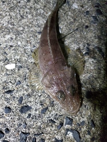 マゴチの釣果