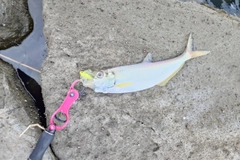 ヒラの釣果