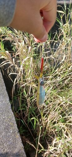 オイカワの釣果