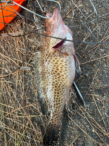オオモンハタの釣果
