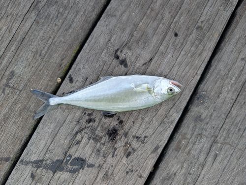 イケカツオの釣果