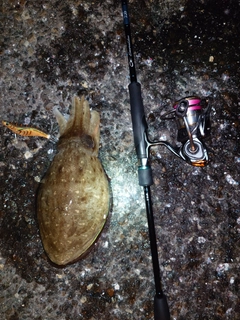 モンゴウイカの釣果