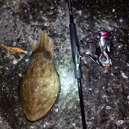 モンゴウイカ