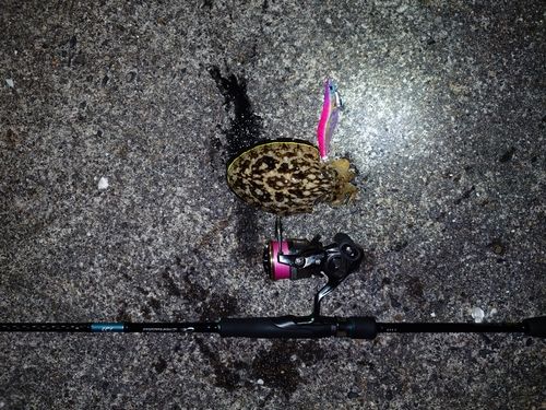 モンゴウイカの釣果