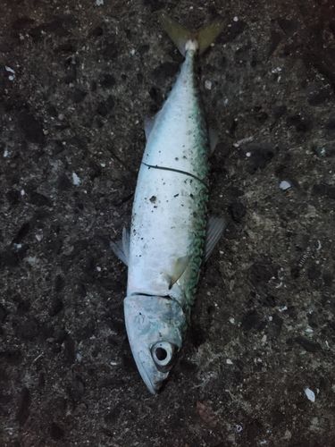 サバの釣果