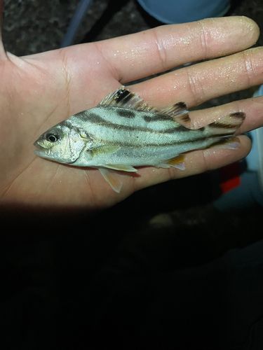 コトヒキの釣果