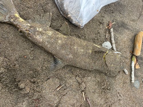 アキアジの釣果