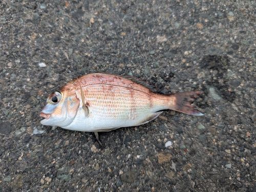 チャリコの釣果