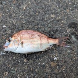 チャリコ